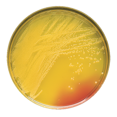 Becton Dickinson (BD) BD 221271 BBL Plate Mannitol Salt Agar Supplies reLink Medical