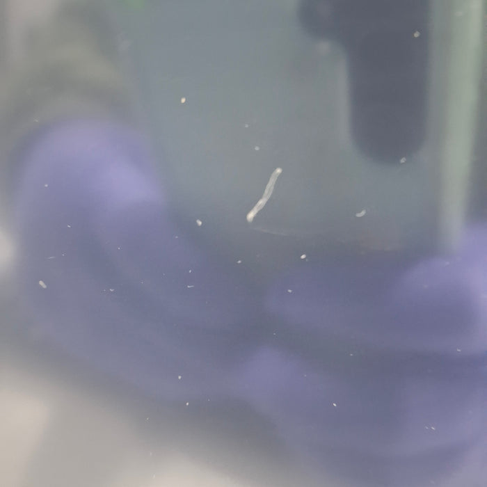 GE Healthcare GE Healthcare Carescape B650 Critical Care Patient Monitor Patient Monitors reLink Medical