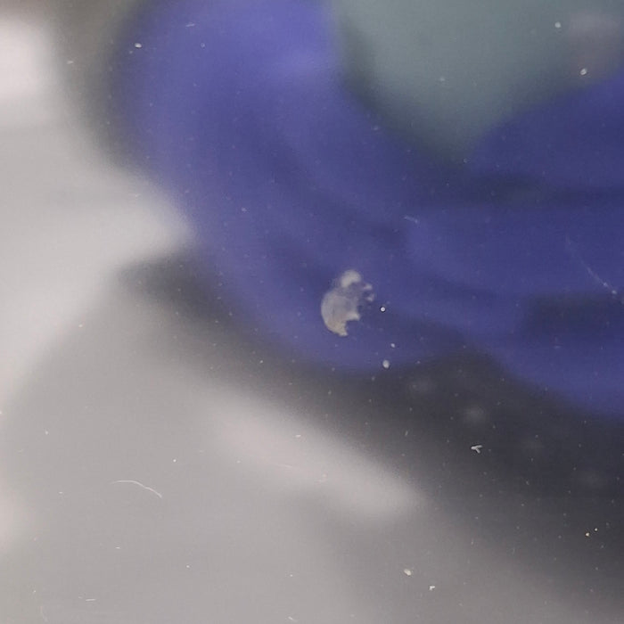 GE Healthcare GE Healthcare Carescape B650 Emergency Care Patient Monitor Patient Monitors reLink Medical