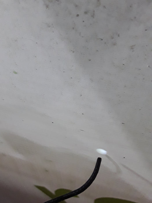 Olympus Olympus BF-N20 Fiber Bronchoscope Flexible Endoscopy reLink Medical