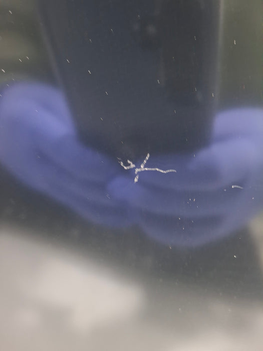 GE Healthcare Carescape B650 Post Anesthesia Care Patient Monitor