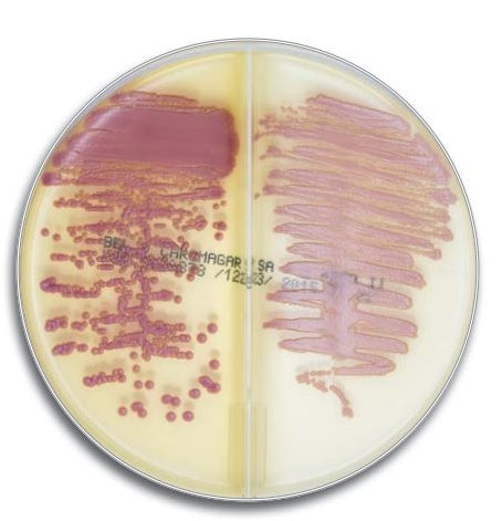 Becton Dickinson (BD) BD 215421 BBL CHROMagar MRSA/SA Medium Bi-Plate Supplies reLink Medical