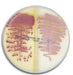 Becton Dickinson (BD) BD 215421 BBL CHROMagar MRSA/SA Medium Bi-Plate Supplies reLink Medical
