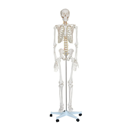 Performance Health Performance Health 081241991 Standard Skeleton Pelvic Supplies reLink Medical