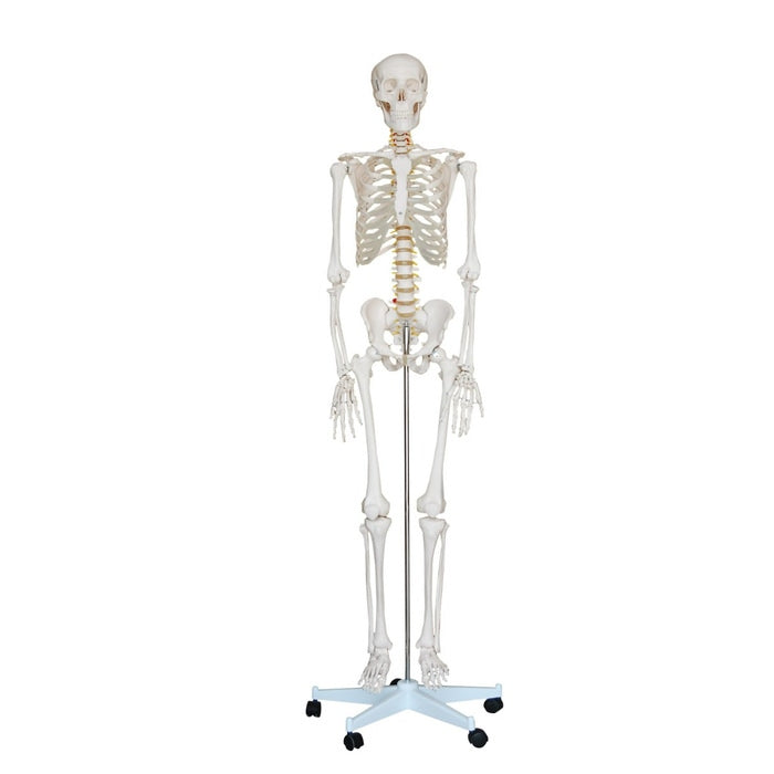 Performance Health Performance Health 081241991 Standard Skeleton Pelvic Supplies reLink Medical