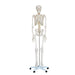 Performance Health Performance Health 081241991 Standard Skeleton Pelvic Supplies reLink Medical